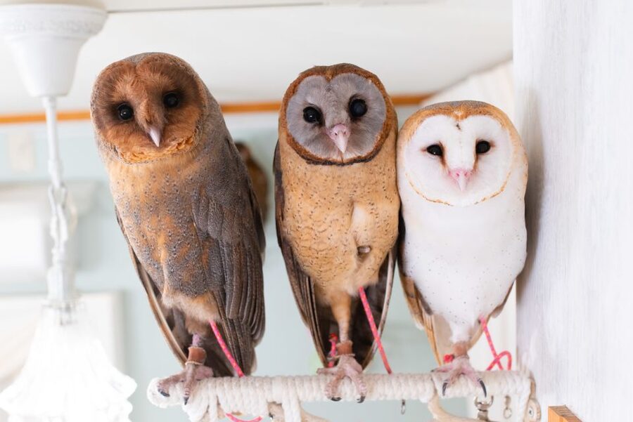 Owl Cafe Tokyo Akiba Fukurou - The owls are the main attraction