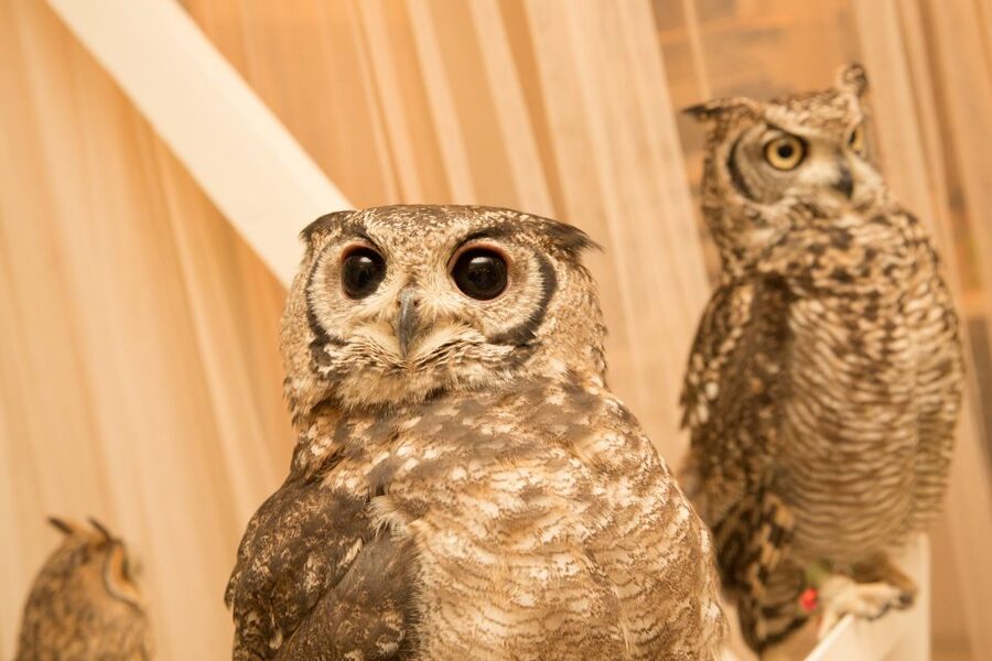 Owl Cafe Tokyo Akiba Fukurou - Touching, holding, and taking photos