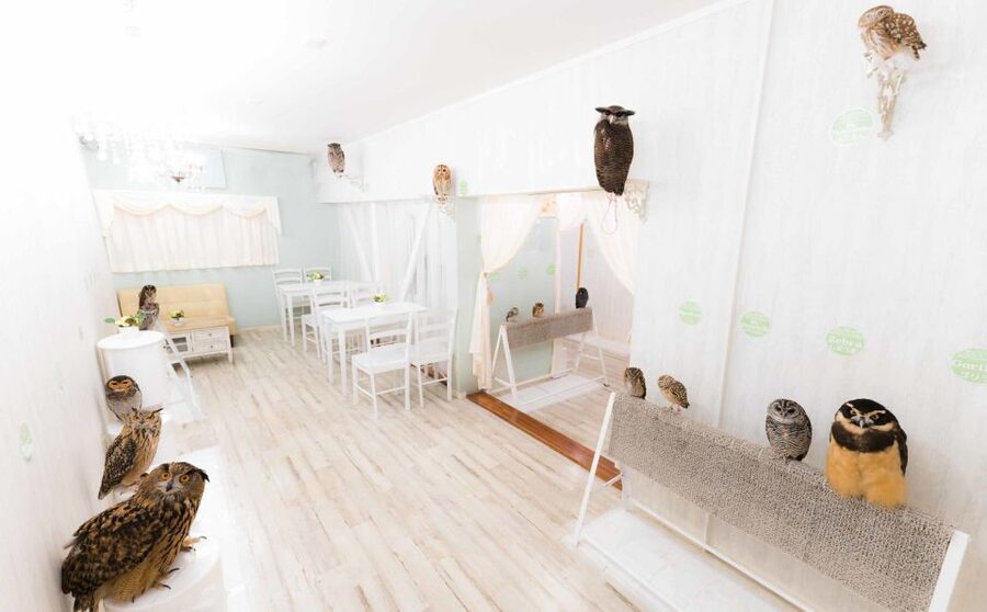 Owl Cafe Tokyo Akiba Fukurou - A calm room, not a noisy animal show