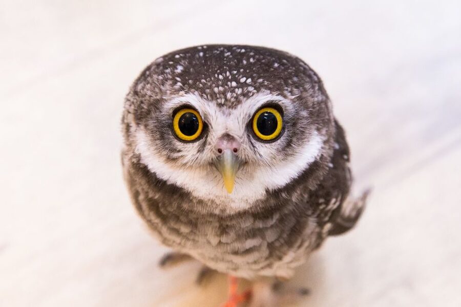 Owl Cafe Tokyo Akiba Fukurou - Why the reserved time slot is useful in Tokyo