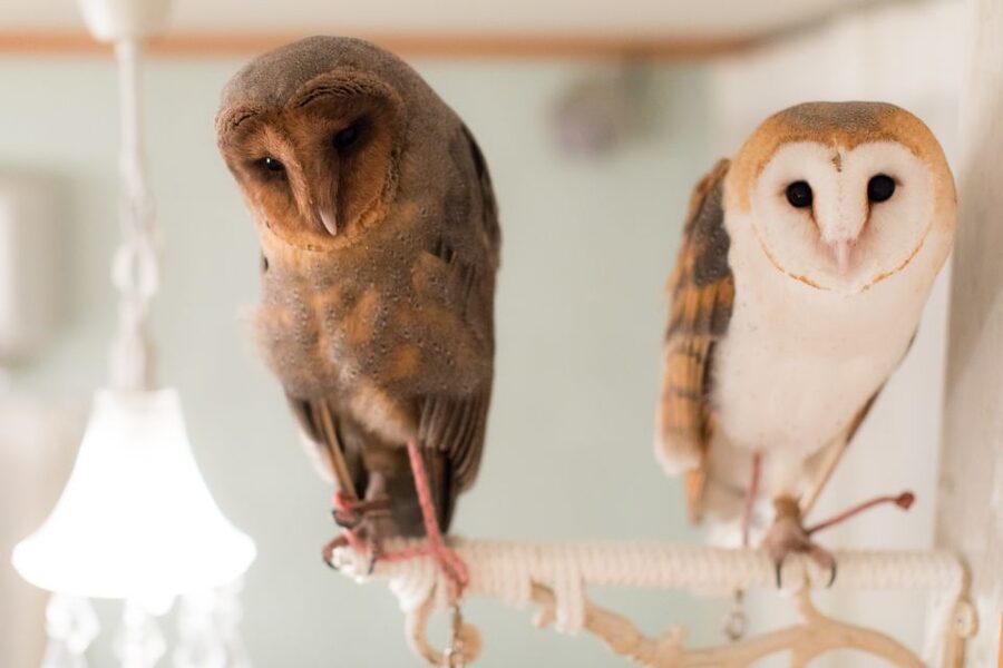Owl Cafe Tokyo Akiba Fukurou - Is $35 a fair price?