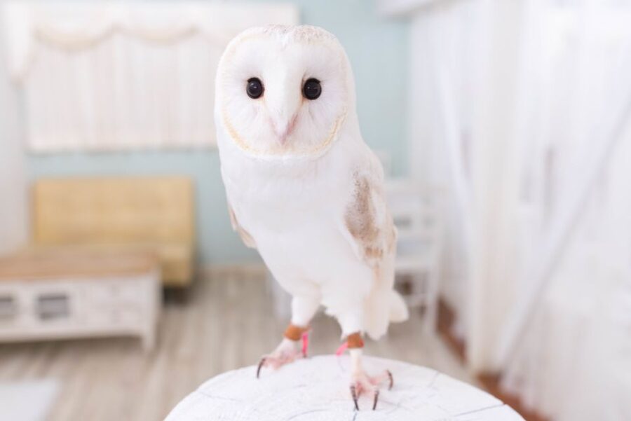 Owl Cafe Tokyo Akiba Fukurou - What happens during the 50-minute visit