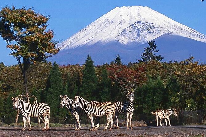 Private Mount Fuji and Hakone City Tour In luxury car from Tokyo - A long but useful escape from Tokyo