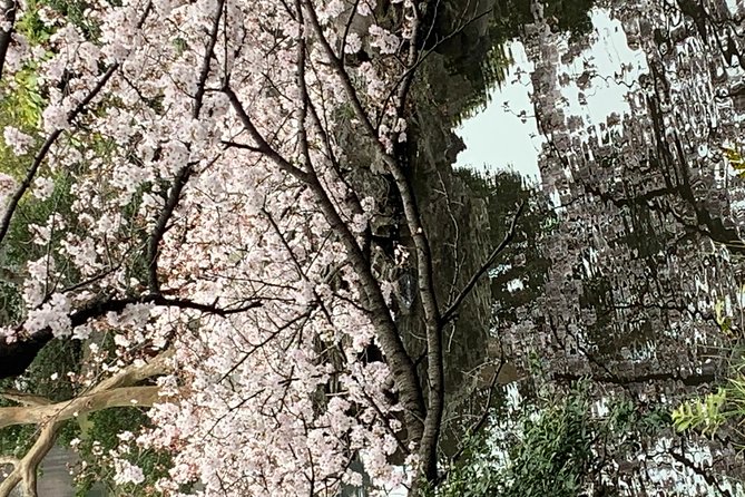 Private Tour to Mt. Fuji and Hakone (Fully Licenced Operator) - Arakurayama Sengen Park and Chureito Pagoda