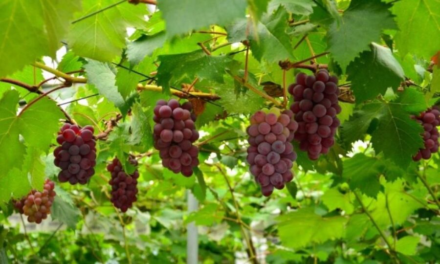 Seasonal Mt. Fuji Scenic Views, Fruit Picking and Ropeway! - Key points at a glance