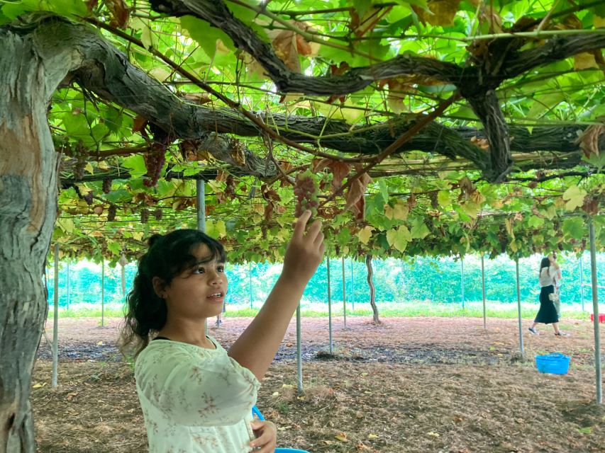 Seasonal Mt. Fuji Scenic Views, Fruit Picking and Ropeway! - What this Mt. Fuji day trip is really offering