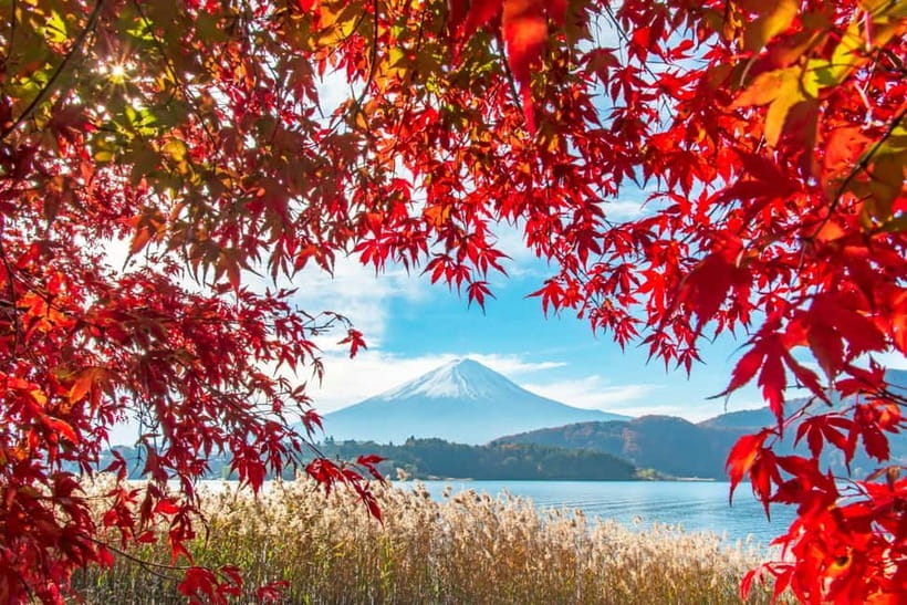 Seasonal Mt. Fuji Scenic Views, Fruit Picking and Ropeway! - Fruit picking that follows the calendar