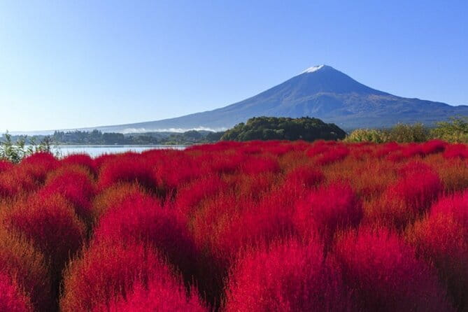 Seasonal Mt. Fuji Scenic Views, Fruit Picking and Ropeway Ride! - Oishi Park and the changing seasonal stops
