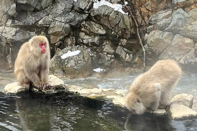 Snow Monkey Nagano Day Tour by Car English Driver in Person Guide - Practical Costs, Timing, and Comfort