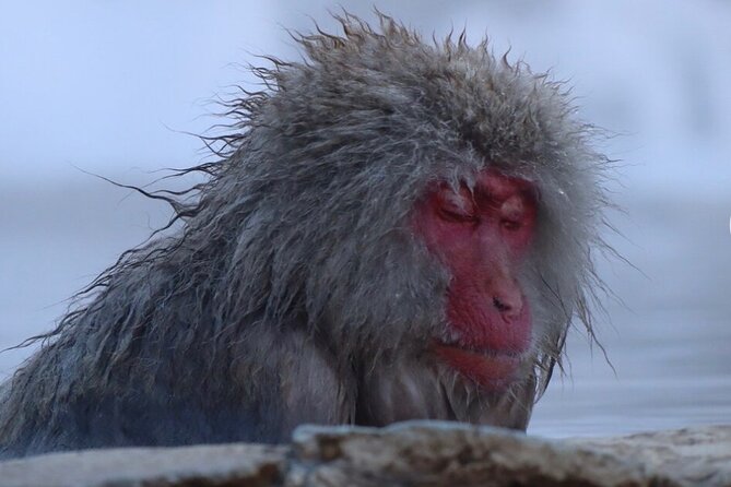 Snow Monkey Nagano Day Tour by Car English Driver in Person Guide - Two Hours at Zenko-ji Temple