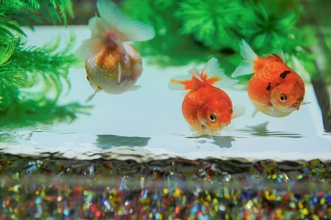 Tokyo Art Aquarium Museum E-Ticket with optional Tokyo Metro Pass - Who Will Enjoy This Most