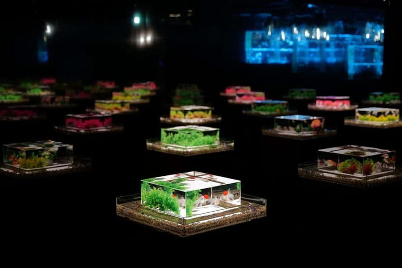 Tokyo: Art Aquarium Museum GINZA Entry Ticket - Key points at a glance