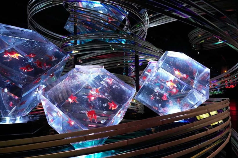 Tokyo: Art Aquarium Museum GINZA Entry Ticket - What the Art Aquarium is really about