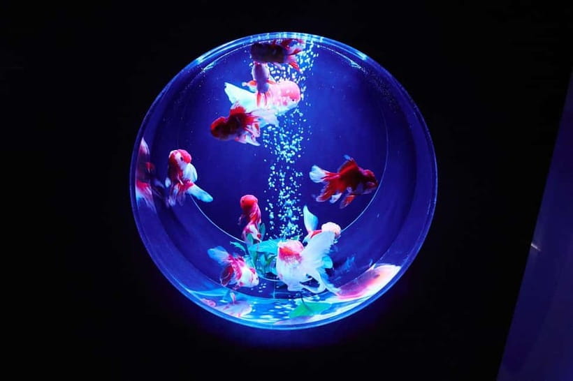 Tokyo: Art Aquarium Museum GINZA Entry Ticket - The first displays: light, sound, and movement