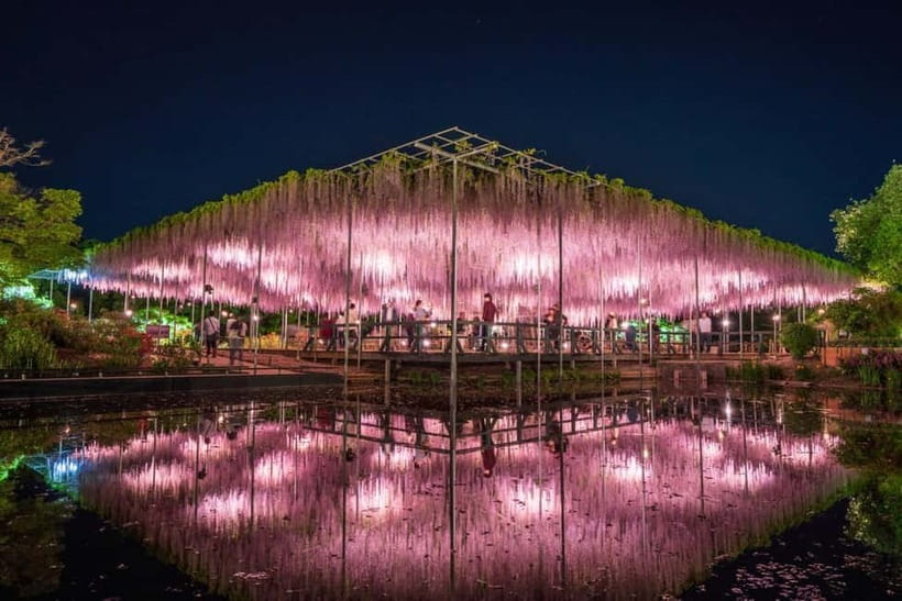 Tokyo: Ashikaga Flower Park with Entry Ticket - Should you book Ashikaga Flower Park from Tokyo?