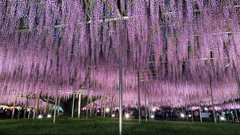 Tokyo: Ashikaga Flower Park with Entry Ticket - Why Ashikaga Flower Park makes a good day trip
