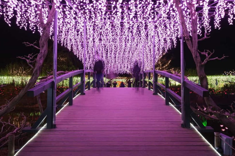 Tokyo: Ashikaga Flower Park with Entry Ticket - A guide who can help with photographs