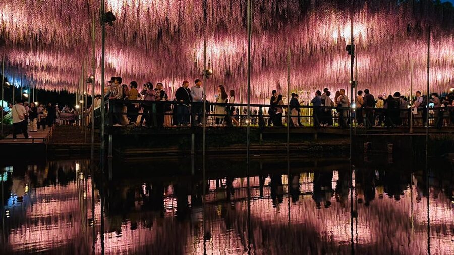Tokyo: Ashikaga Flower Park with Entry Ticket - Who will enjoy this experience most?