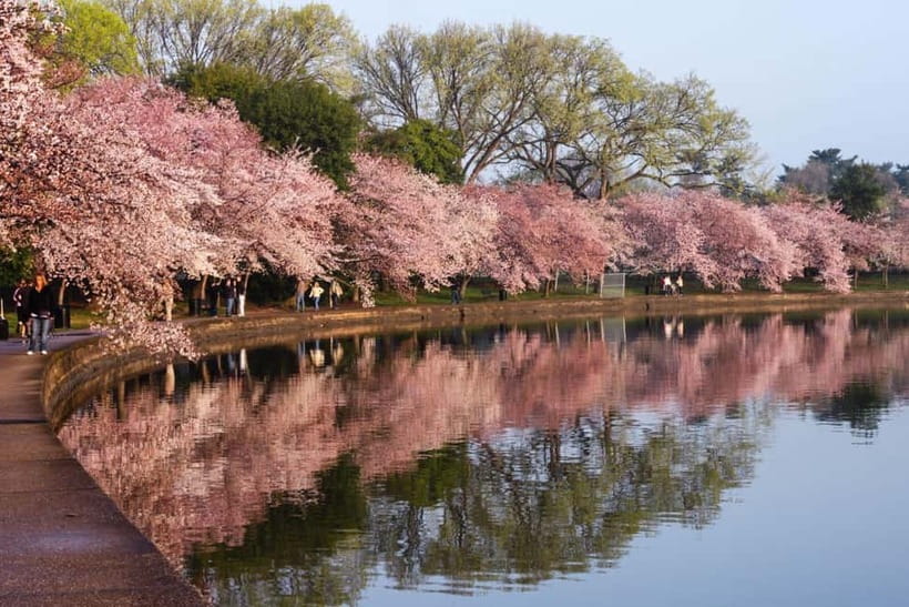 Tokyo Cherry Blossom Express Tour with Boat Ride - Four Tokyo blossom stops in six hours