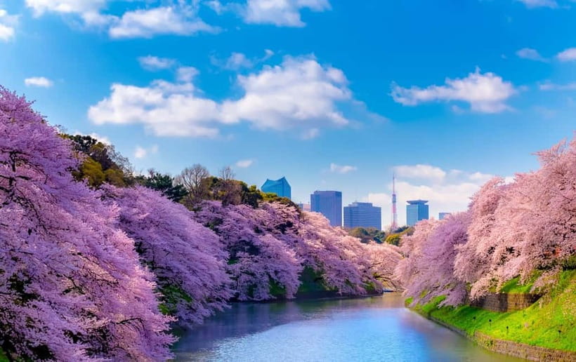 Tokyo Cherry Blossom Express Tour with Boat Ride - Ueno Park and the city-side blossom scene