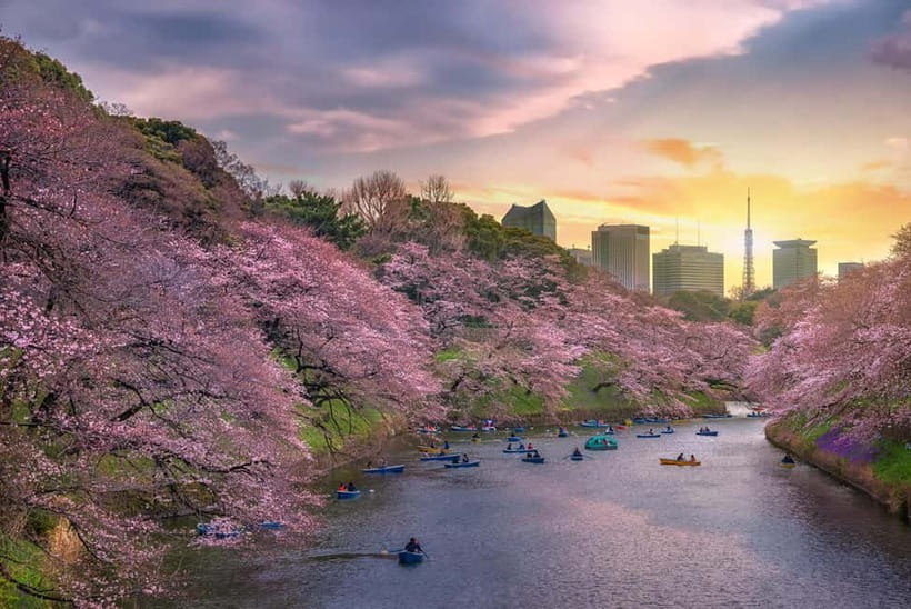 Tokyo Cherry Blossom Express Tour with Boat Ride - Cherry blossom timing requires a flexible plan