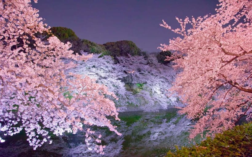 Tokyo Cherry Blossom Express Tour with Boat Ride - Starting at Koishikawa Korakuen Garden