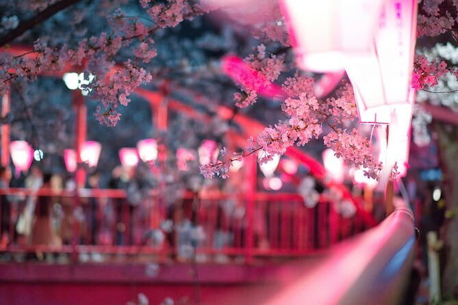 Tokyo Cherry Blossom Half Day Walking Tour with a Local Guide - Key points to know before you book