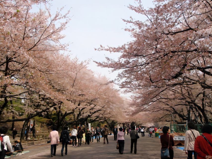 Tokyo:Cherry Blossom Mt Fuji & Shibazakura Festival Day Trip - What the driver-guide service means in practice