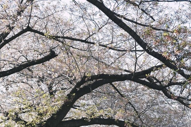 Tokyo City 1-Day Private Tour with Bilingual Driver - Harajuku, Takeshita Street, Ebisu, and Shibuya