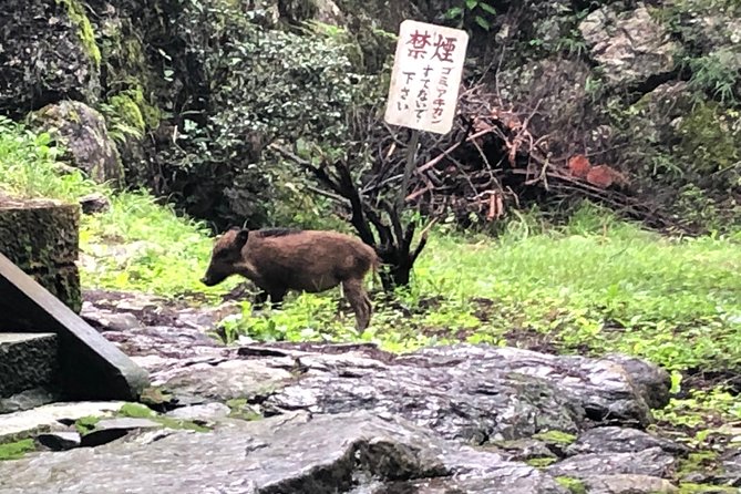 Tokyo Countryside Exploration Private Tour - Arima Dam and the My Neighbor Totoro connection