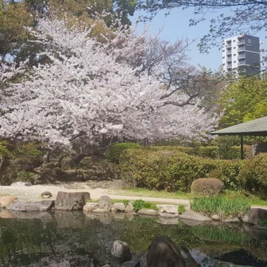 Tokyo Customize Private City Tour By English Speaking Driver - Key points at a glance