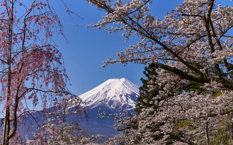 Tokyo day trip -Mount Fuji Private Tour from Tokyo - The Fuji Five Lakes by private car