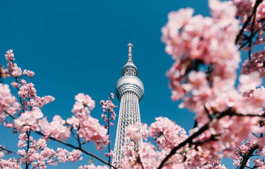 Tokyo Full-Day Tour Skytree Meiji Shrine With English Driver - Takeshita Street and Meiji Shrine: Harajuku’s two sides