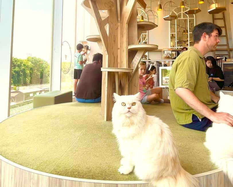 Tokyo: Gotokuji Lucky Cat Temple & Harajuku Cat Cafe Tour - The 20-minute train ride to Setagaya
