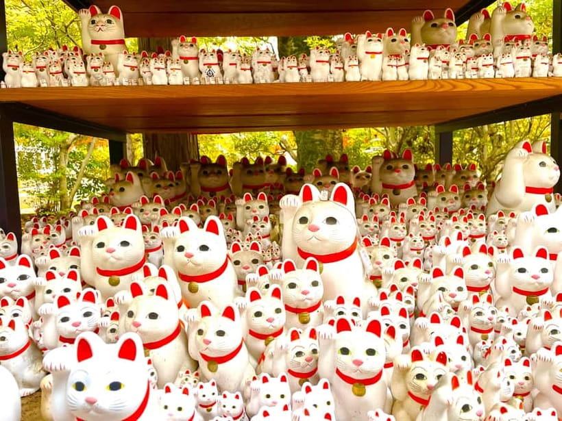 Tokyo: Gotokuji Lucky Cat Temple & Harajuku Cat Cafe Tour - What the $53 price includes
