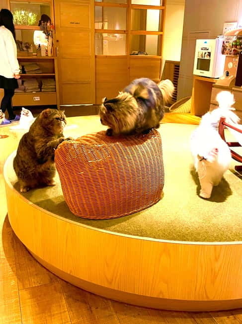 Tokyo: Gotokuji Lucky Cat Temple & Harajuku Cat Cafe Tour - Why the small group and guide matter