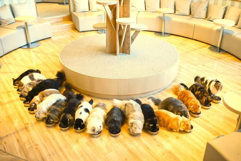 Tokyo: Gotokuji Lucky Cat Temple & Harajuku Cat Cafe Tour - Timing, comfort, and practical advice