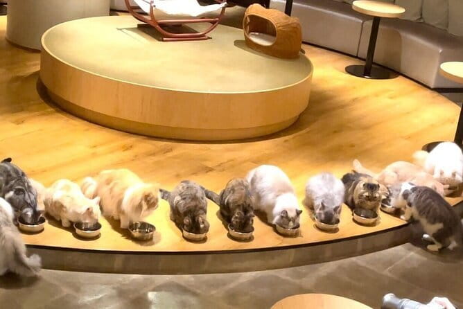 Tokyo: Gotokuji Lucky Cat Temple, Shinjuku Cat Cafe, 3D Giant Cat - Why Tokyo’s cat trail works so well
