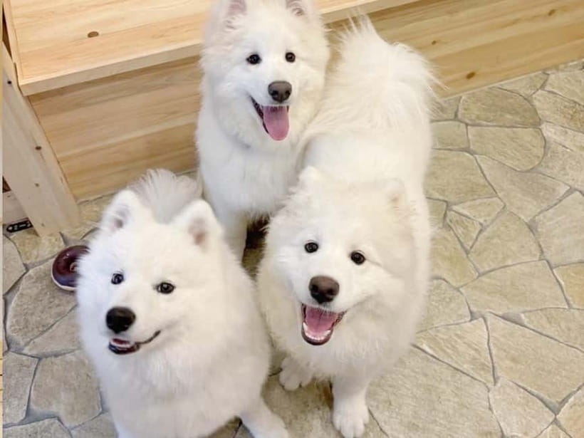 Tokyo Harajuku:30-Minute Samoyed Interaction Experience - Meeting the Samoyeds near Harajuku