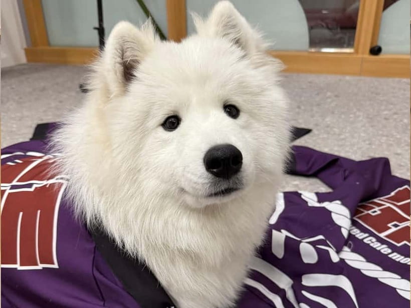 Tokyo Harajuku:30-Minute Samoyed Interaction Experience - What your 30 minutes actually includes
