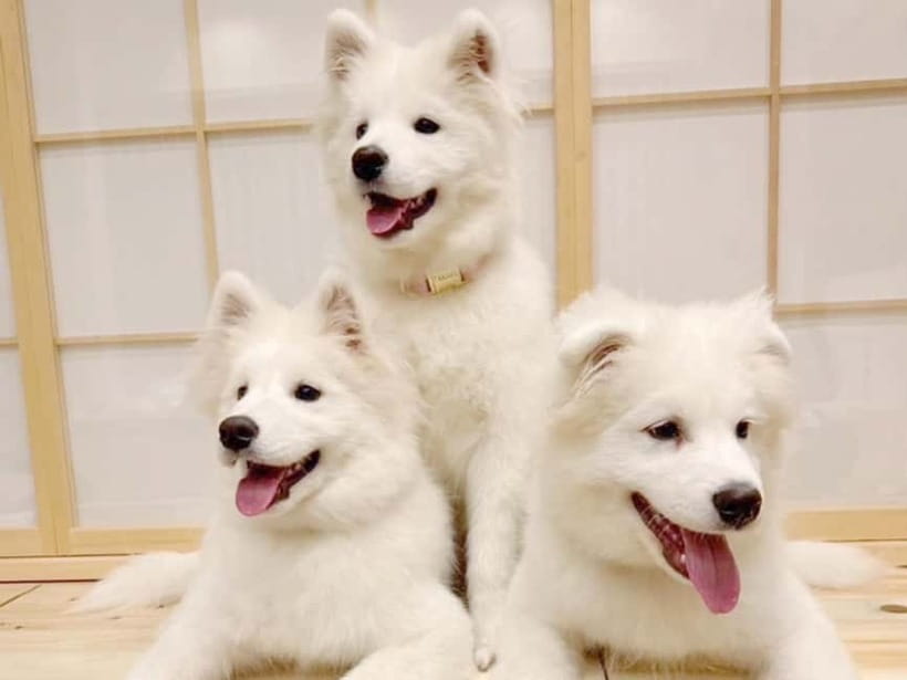 Tokyo Harajuku:30-Minute Samoyed Interaction Experience - The happi coat photo makes the visit feel distinctly Japanese