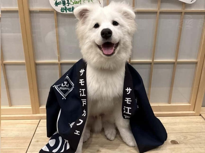 Tokyo Harajuku:30-Minute Samoyed Interaction Experience - Unlimited drinks, but no food