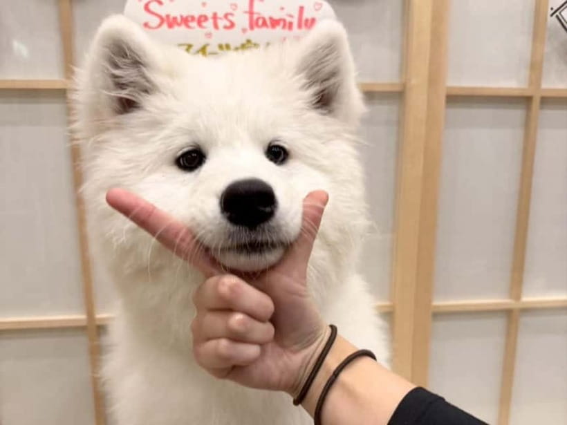 Tokyo Harajuku:30-Minute Samoyed Interaction Experience - Why the $24 price can make sense