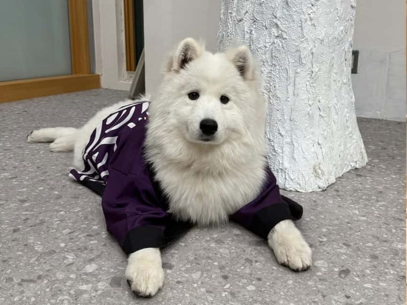 Tokyo Harajuku:30-Minute Samoyed Interaction Experience - Getting there from Meiji-jingumae Station