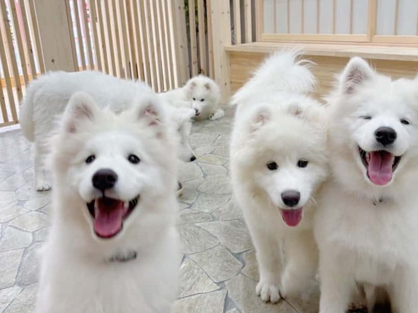 Tokyo Harajuku:30-Minute Samoyed Interaction Experience - Who will enjoy this experience most