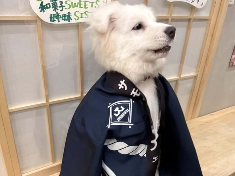 Tokyo Harajuku:30-Minute Samoyed Interaction Experience - Booking flexibility and timing