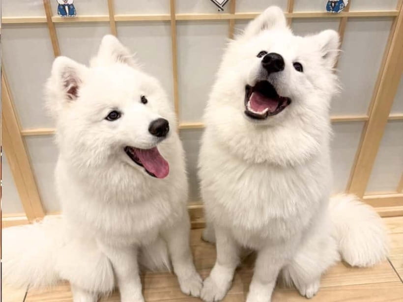 Tokyo Harajuku：30-Minute Samoyed Interaction Experience - The Samoyed interaction: calm fun, not a petting zoo promise