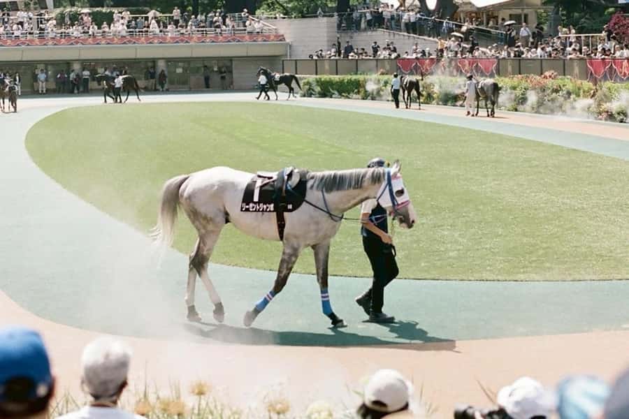 Tokyo: Horse Racing Tour with Local Fan - Watching the races from a reserved seat