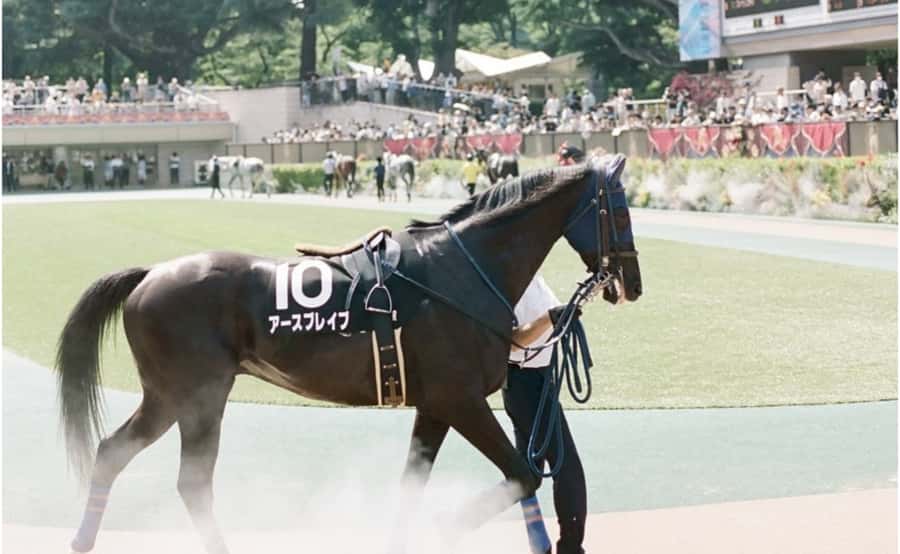 Tokyo: Horse Racing Tour with Local Fan - The real cost of a $60 race-day experience