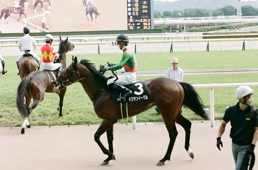 Tokyo: Horse Racing Tour with Local Fan - Final call: book it if you want Tokyo beyond the usual sights